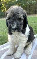 Paris, a female Poodle - Standard  for sale in Malvern, AR – 1 of 3
