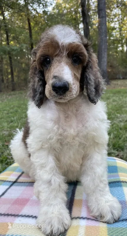 Pascal – Poodle - Standard  puppy for sale in Malvern, AR