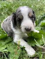 Johnny, a male Aussiedoodle for sale in Malvern, AR – 4 of 8