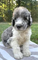 Jules, a male Poodle - Standard  for sale in Malvern, AR – 7 of 7