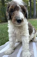 Pascal, a male Poodle - Standard  for sale in Malvern, AR – 7 of 7