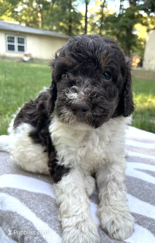 Chanel – Poodle - Standard  puppy for sale in Malvern, AR