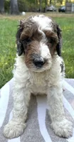 Pascal, a male Poodle - Standard  for sale in Malvern, AR – 2 of 7