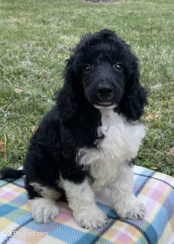 Hugo – Poodle - Standard  puppy for sale in Malvern, AR