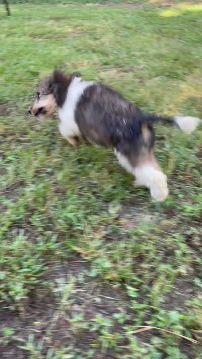 Paris, a female Poodle - Standard  for sale in Malvern, AR – 5 of 6