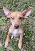 Sugar, a female Rat Terrier for sale in Malvern, AR – 3 of 3