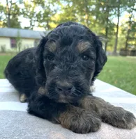 Leo, a male Poodle - Standard  for sale in Malvern, AR – 2 of 3