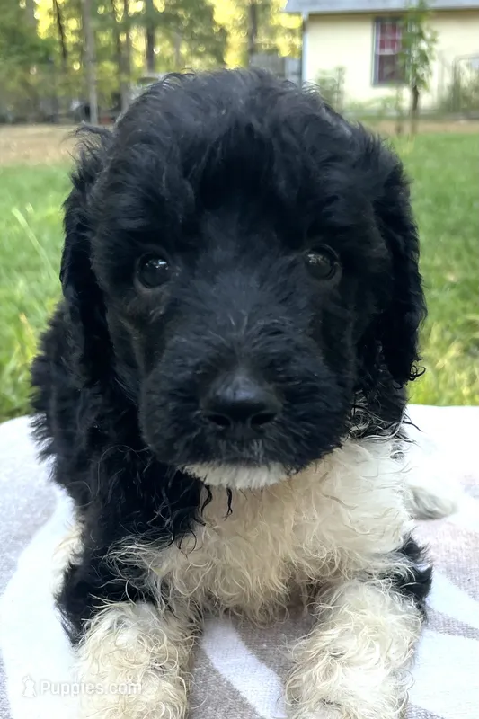 Hugo – Poodle - Standard  puppy for sale in Malvern, AR