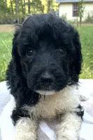Hugo, a male Poodle - Standard  for sale in Malvern, AR – 1 of 3