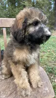 Raphael, a male Soft Coated Wheaten Terrier and Poodle - Standard  for sale in Malvern, AR – 8 of 8