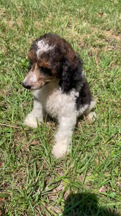 Remi, a male Poodle - Standard  for sale in Malvern, AR – 5 of 10