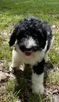 Mulberry , a female Aussiedoodle for sale in Malvern, AR – 4 of 4