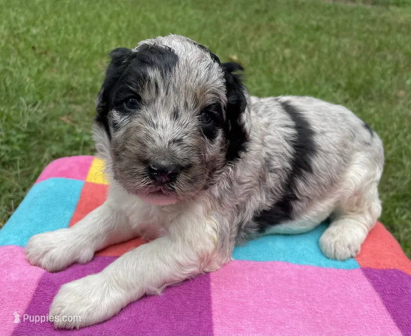 Gene – Aussiedoodle puppy for sale in Malvern, AR