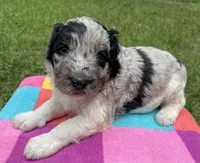 Gene, a male Aussiedoodle for sale in Malvern, AR – 1 of 7