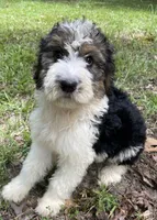 Bunny, a female Aussiedoodle for sale in Malvern, AR – 3 of 8