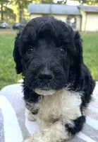Hugo, a male Poodle - Standard  for sale in Malvern, AR – 2 of 3