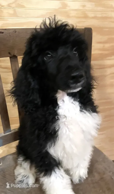 Hugo – Poodle - Standard  puppy for sale in Malvern, AR