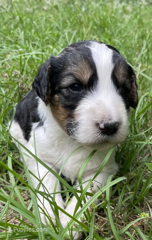 Bunny – Aussiedoodle puppy for sale in Malvern, AR