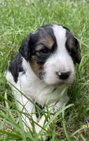 Bunny, a female Aussiedoodle for sale in Malvern, AR – 1 of 7