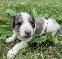 Johnny, a male Aussiedoodle for sale in Malvern, AR – 6 of 8
