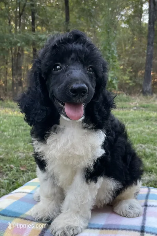 Hugo – Poodle - Standard  puppy for sale in Malvern, AR