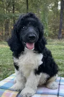 Hugo, a male Poodle - Standard  for sale in Malvern, AR – 2 of 9
