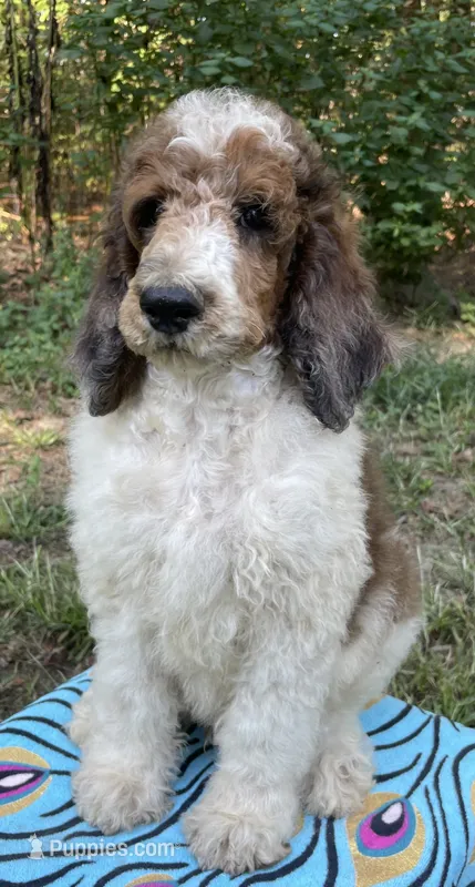 Pascal – Poodle - Standard  puppy for sale in Malvern, AR
