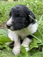 Mulberry , a female Aussiedoodle for sale in Malvern, AR – 4 of 8