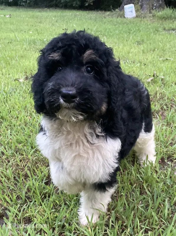 Dolly – Aussiedoodle puppy for sale in Malvern, AR