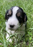 Bunny, a female Aussiedoodle for sale in Malvern, AR – 2 of 7