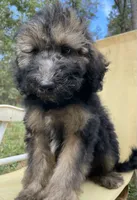 Juliet, a female Soft Coated Wheaten Terrier and Poodle - Standard  for sale in Malvern, AR – 2 of 7