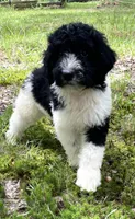 Mulberry , a female Aussiedoodle for sale in Malvern, AR – 2 of 4