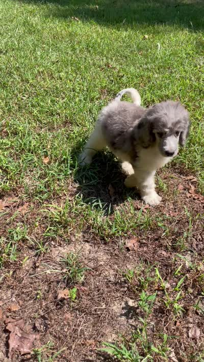 Jules, a male Poodle - Standard  for sale in Malvern, AR – 10 of 10