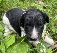 Mulberry , a female Aussiedoodle for sale in Malvern, AR – 2 of 8