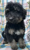 Leo, a male Soft Coated Wheaten Terrier and Poodle - Standard  for sale in Malvern, AR – 7 of 7