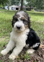 Bunny, a female Aussiedoodle for sale in Malvern, AR – 4 of 8