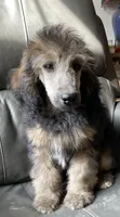 Gloria, a female Poodle - Standard  for sale in Malvern, AR – 4 of 5