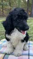 Hugo, a male Poodle - Standard  for sale in Malvern, AR – 6 of 9