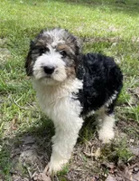 Bunny, a female Aussiedoodle for sale in Malvern, AR – 7 of 8
