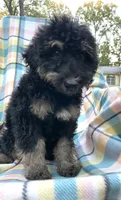 Leo, a male Soft Coated Wheaten Terrier and Poodle - Standard  for sale in Malvern, AR – 4 of 7