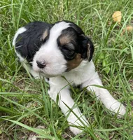 Bunny, a female Aussiedoodle for sale in Malvern, AR – 5 of 7