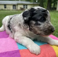 Gene, a male Aussiedoodle for sale in Malvern, AR – 2 of 7