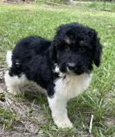 Dolly, a female Aussiedoodle for sale in Malvern, AR – 6 of 7