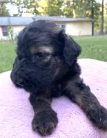 Juliet, a female Poodle - Standard  for sale in Malvern, AR – 3 of 3