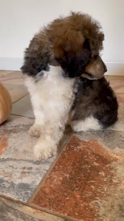 Paris, a female Poodle - Standard  for sale in Malvern, AR – 6 of 6