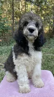 Paris, a female Poodle - Standard  for sale in Malvern, AR – 2 of 6