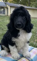 Hugo, a male Poodle - Standard  for sale in Malvern, AR – 7 of 9