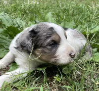 Johnny, a male Aussiedoodle for sale in Malvern, AR – 2 of 8