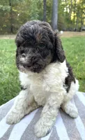 Chanel, a female Poodle - Standard  for sale in Malvern, AR – 3 of 3