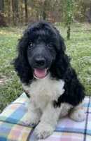Hugo, a male Poodle - Standard  for sale in Malvern, AR – 3 of 9